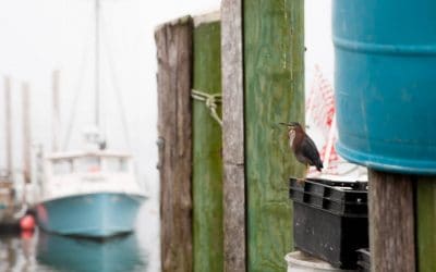 Narragansett Deep Sea Fishing