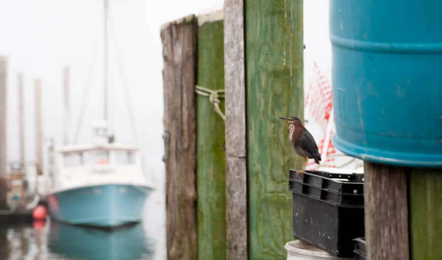 Narragansett Deep Sea Fishing