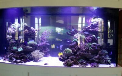 Living the Life Aquatic at The Break