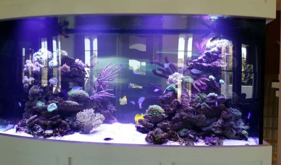 Living the Life Aquatic at The Break