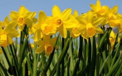 Narragansett’s Daffodil Days