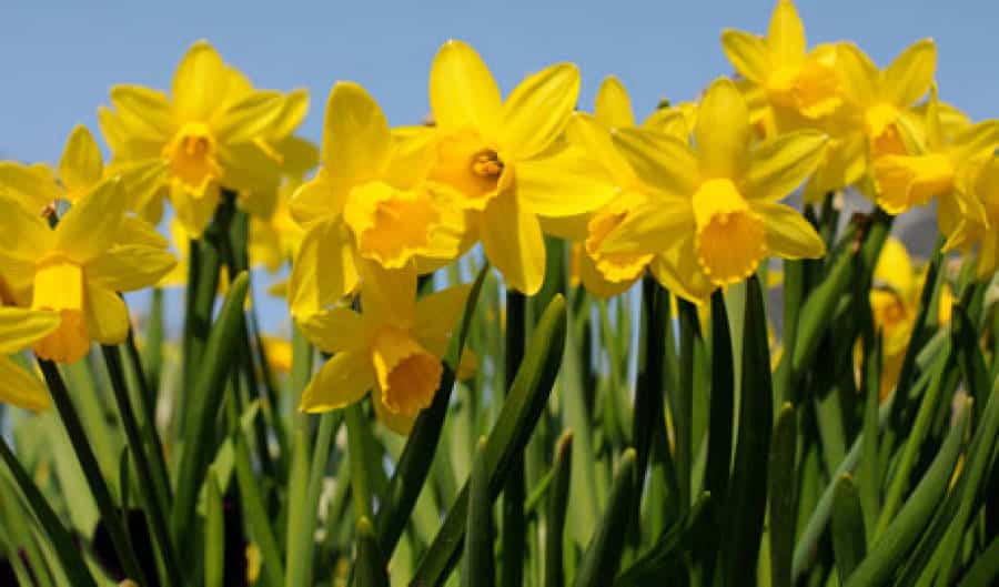 Narragansett’s Daffodil Days